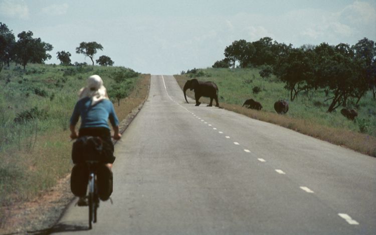 the elephants reacted as expected, a little curious, but than moved slowly, leaving the road free for us